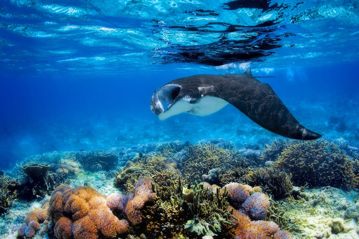 Manta Ray Night Dive with Kona’s Gentle Giants