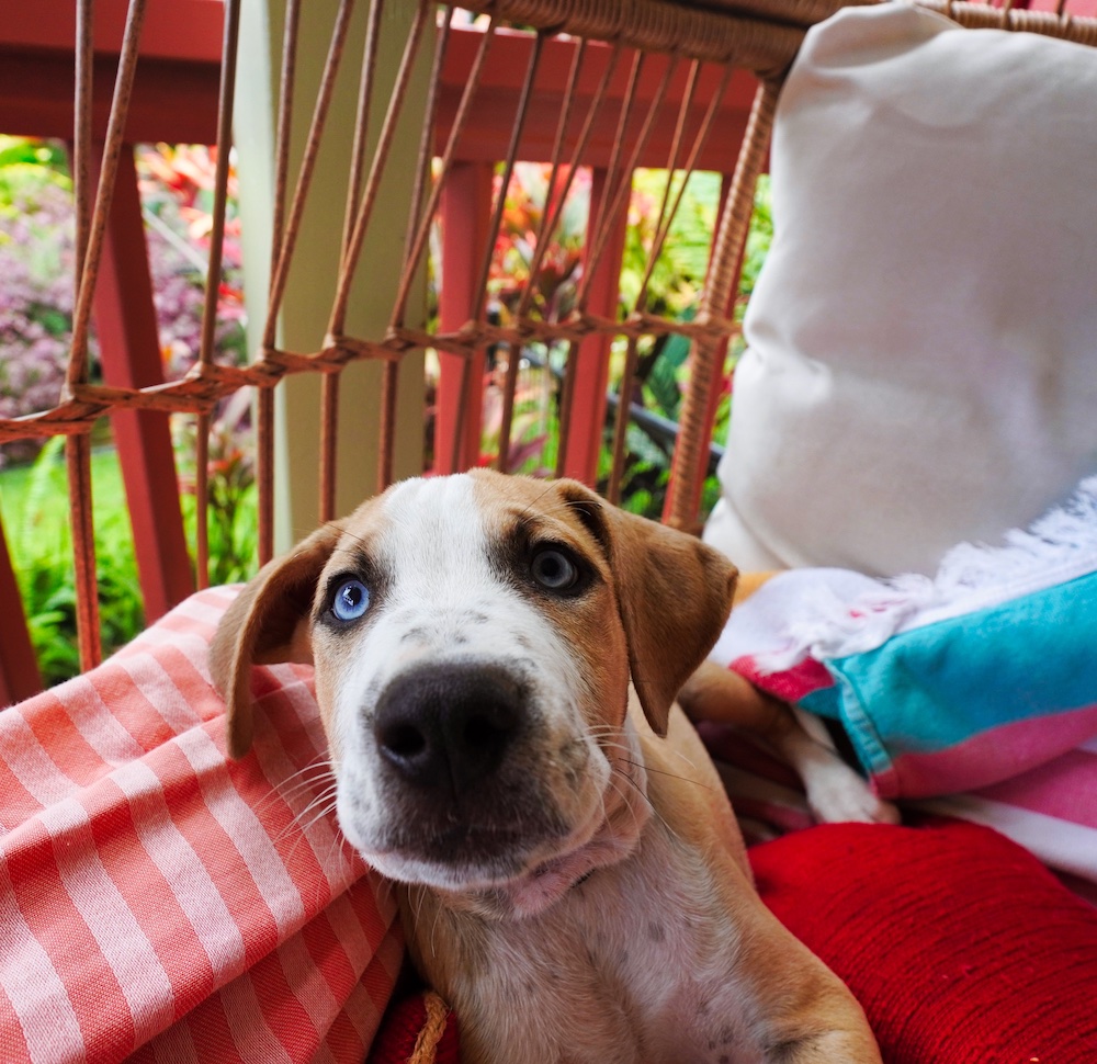 A Guide to Pet Friendly Condominiums On the Big Island of Hawaii