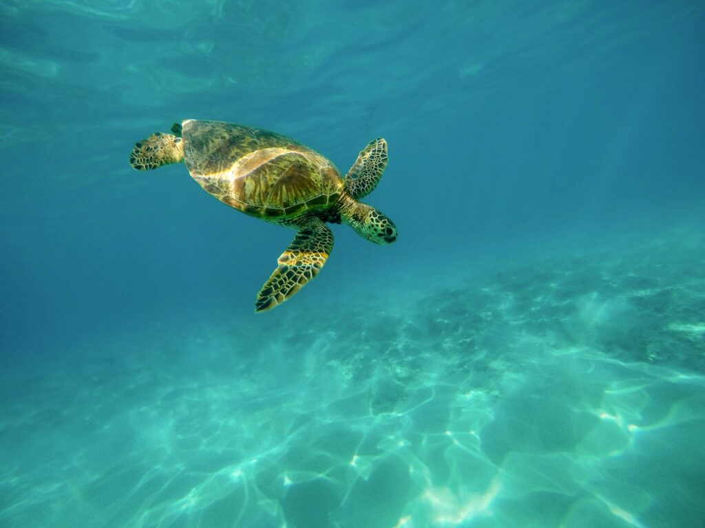 Turtles on the big island of Hawaii